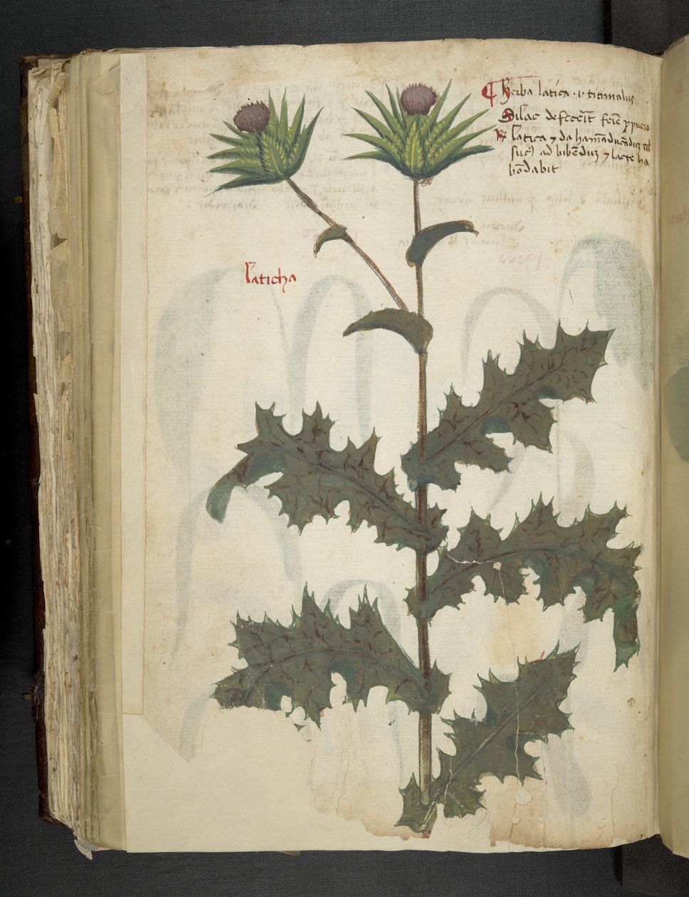 Dodaj MS 41623 f.117v Thistle 