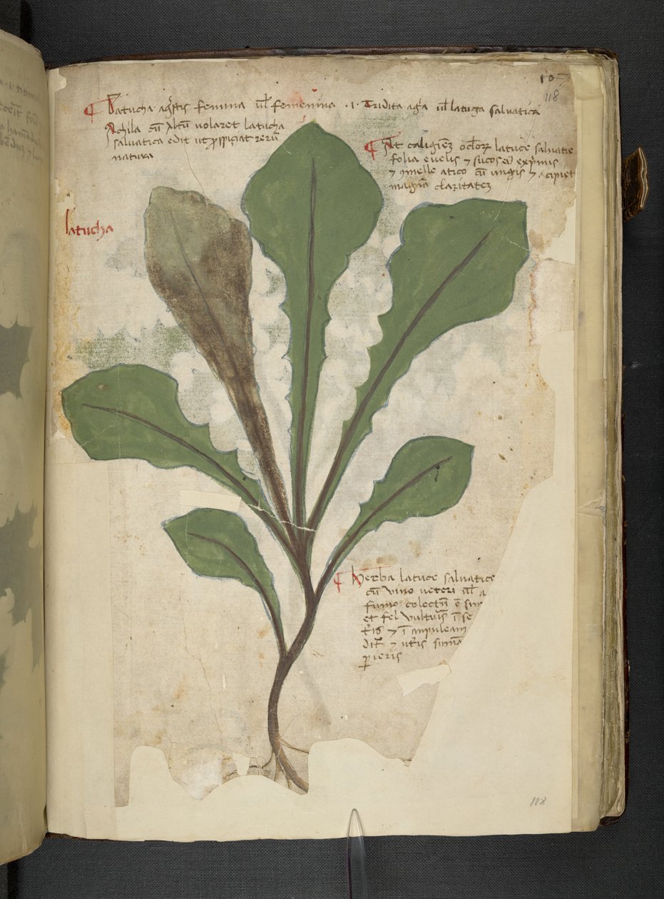 Dodaj MS 41623 f.118r 