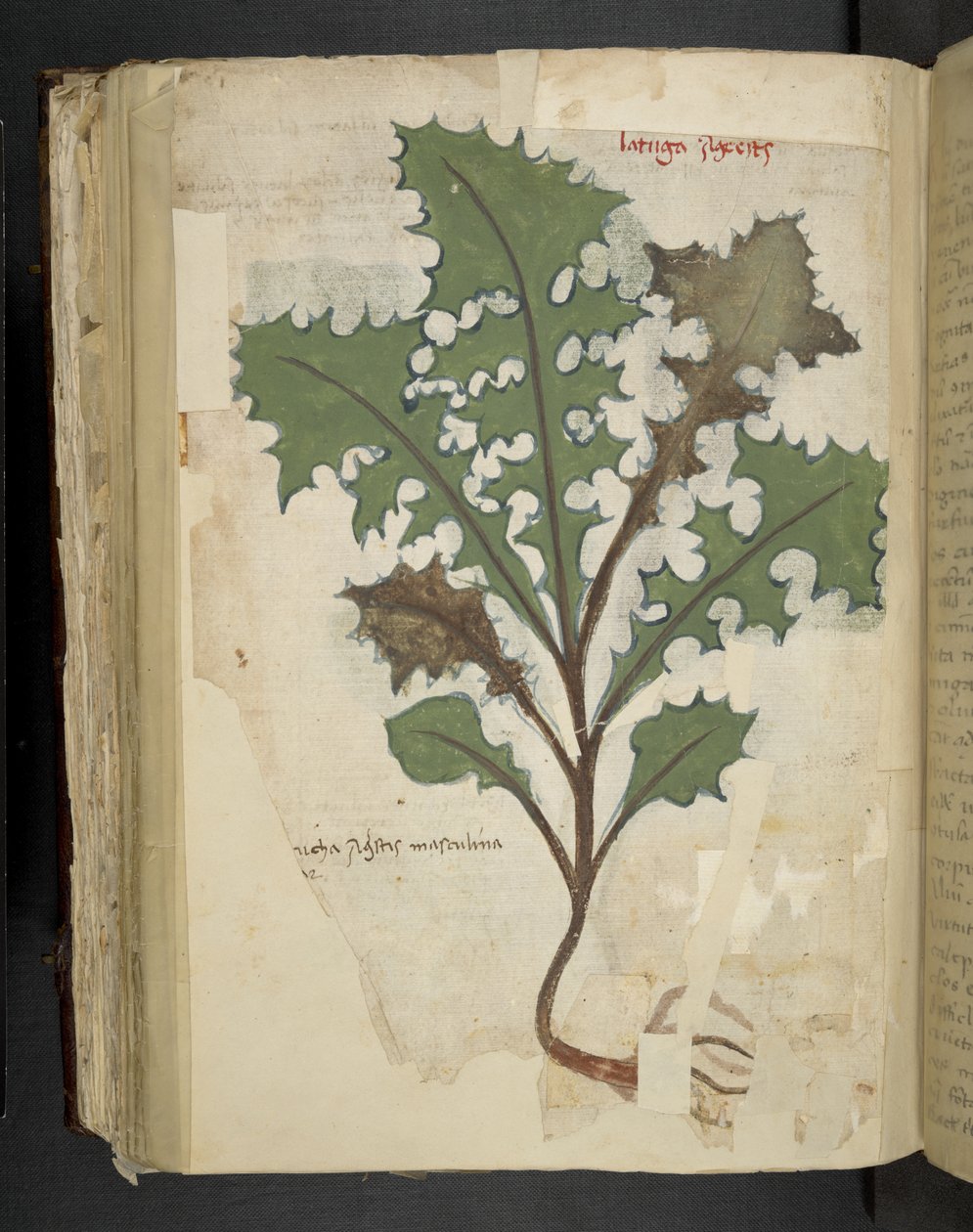 Dodaj MS 41623 f.118v Liść mniszka lekarskiego, z 