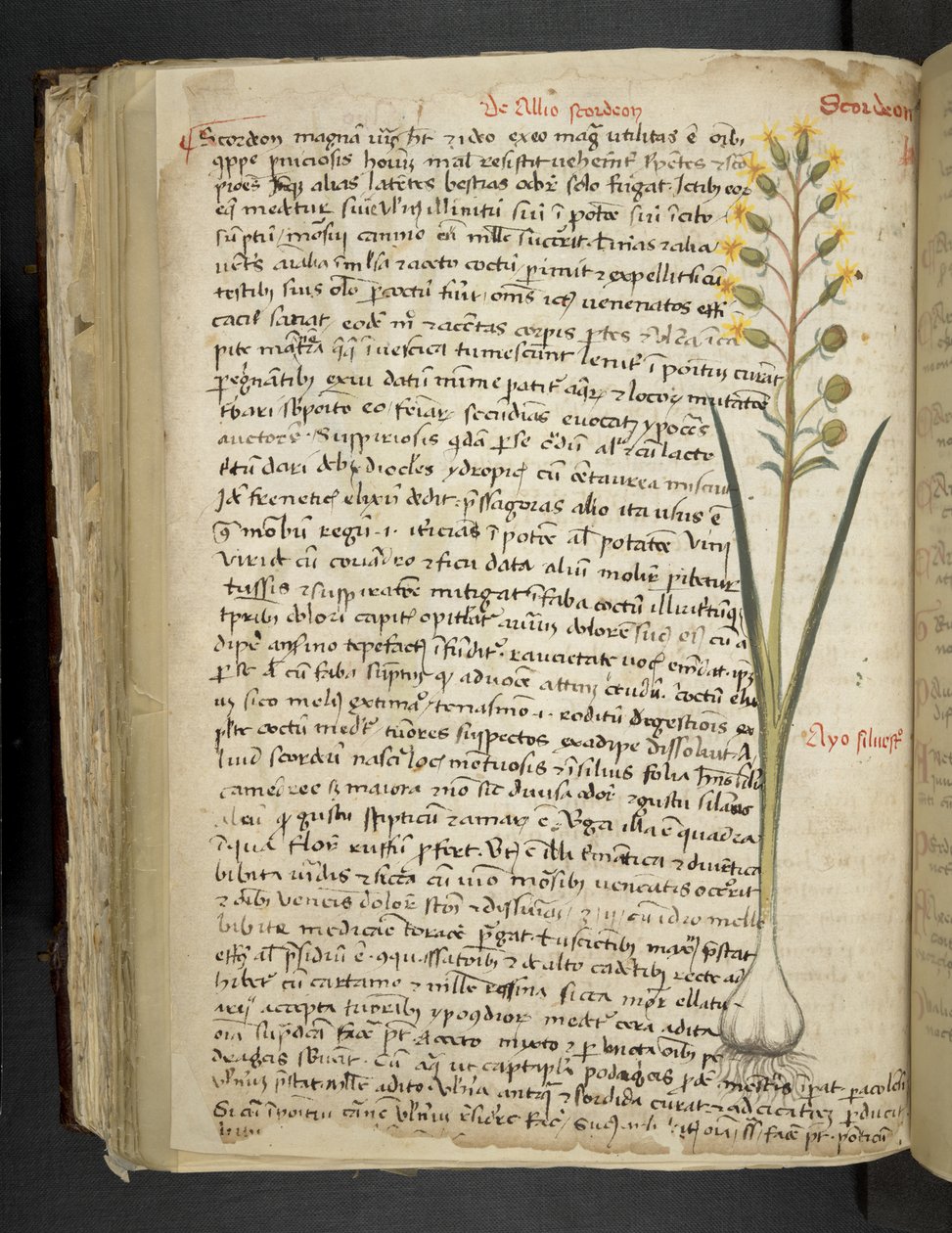 Dodaj MS 41623 f.119v 