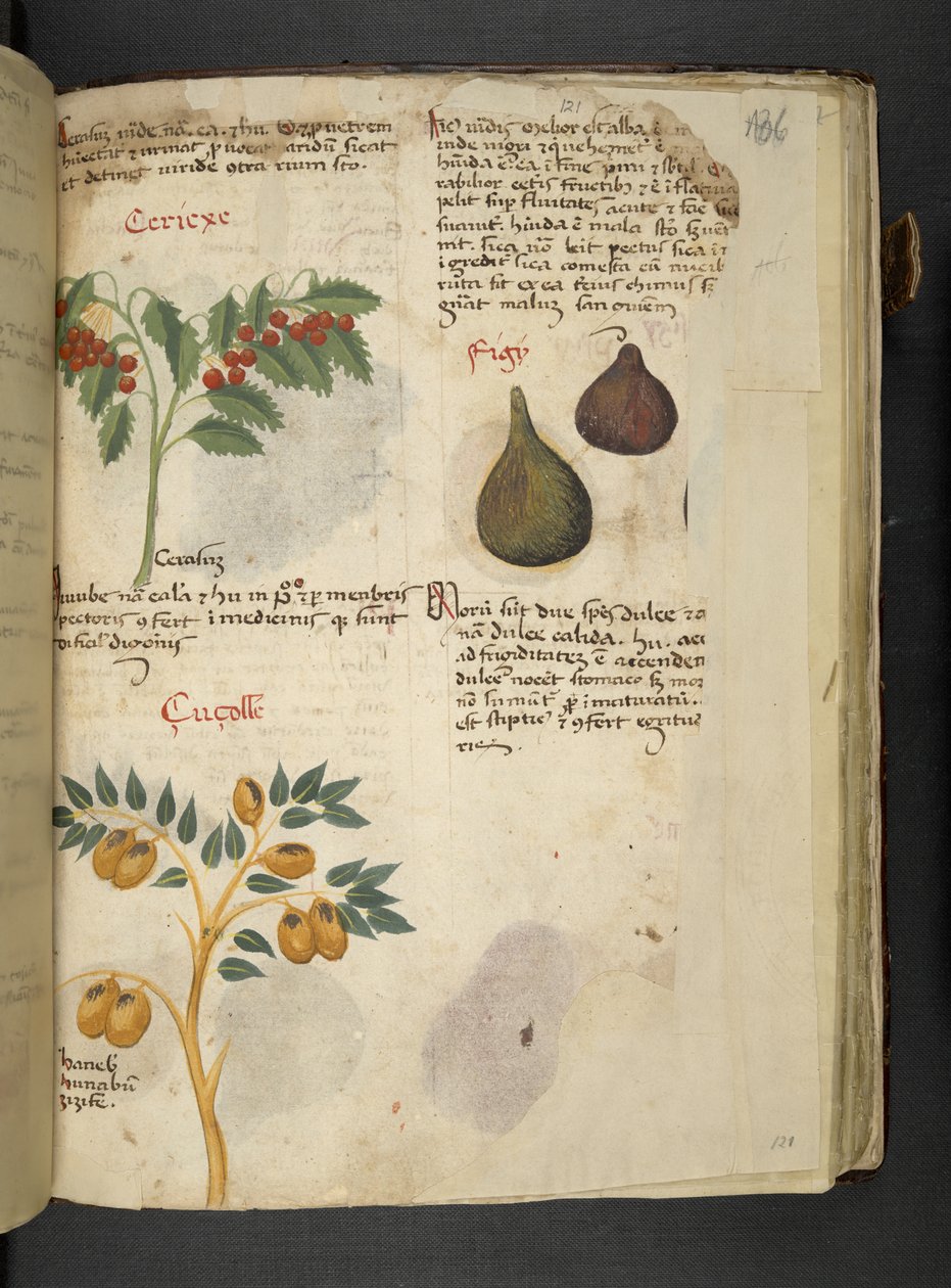 Dodaj MS 41623 f.121r Drzewa owocowe i figi, z 