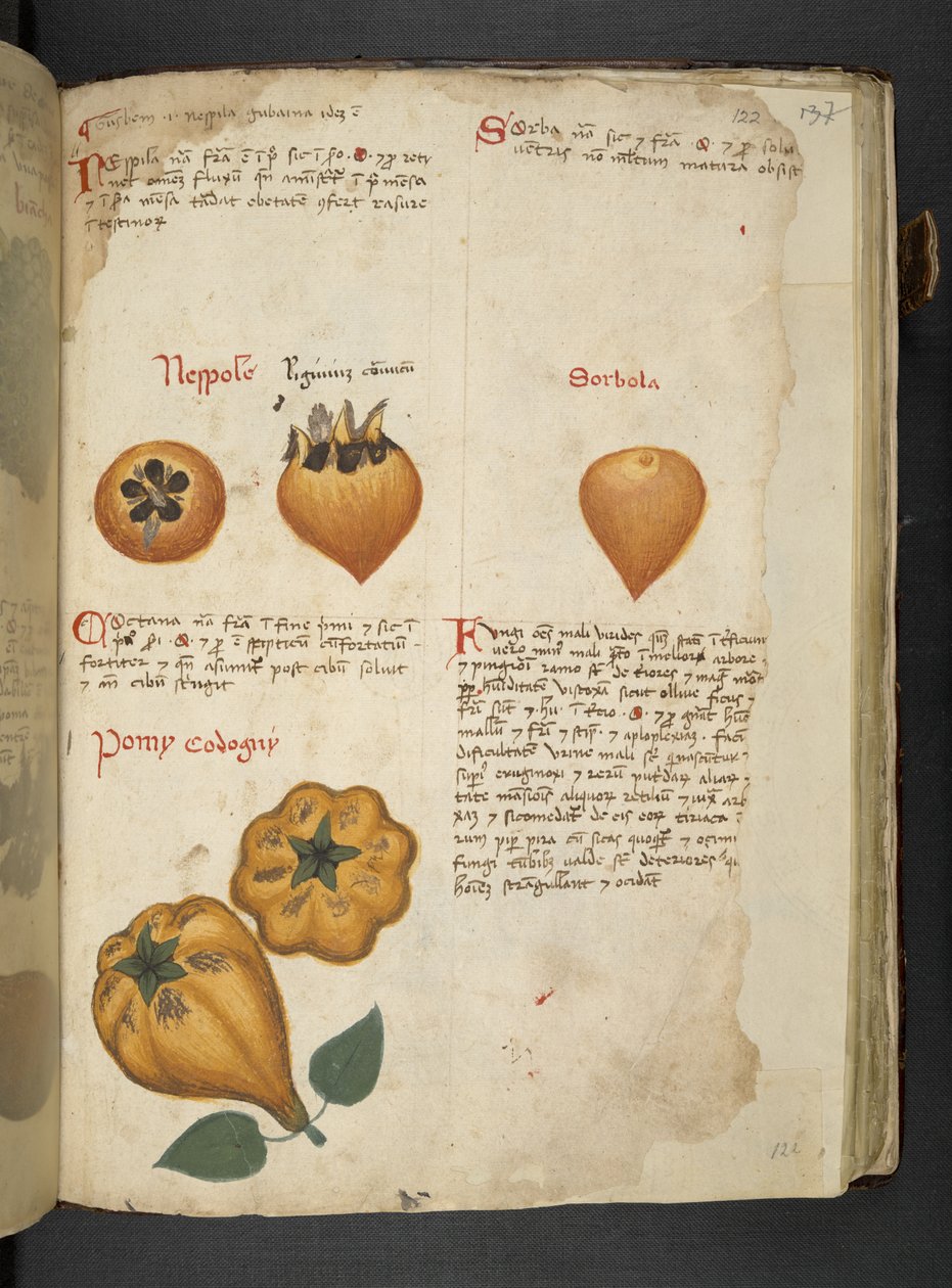 Dodaj MS 41623 f.122r Pere Cotogne i Sorbo, z 