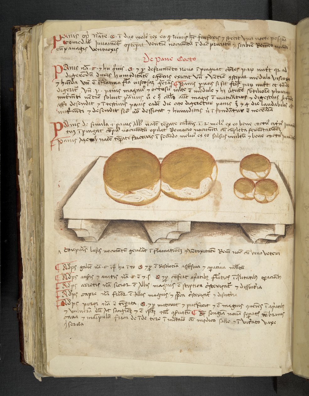 Dodaj MS 41623 f.124v De Pane, z „A herbal”, Belluno (tusz i kolor na welinie) autorstwa Italian School