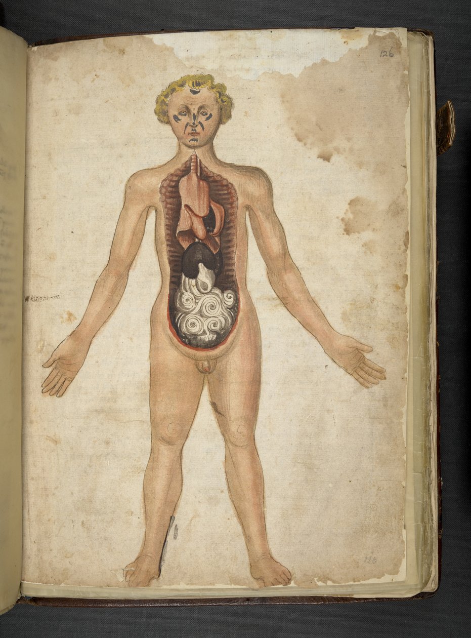 Dodaj MS 41623 f.126r Narządy wewnętrzne człowieka, z „Zioła”, Belluno (tusz i kolor na welinie) autorstwa Italian School