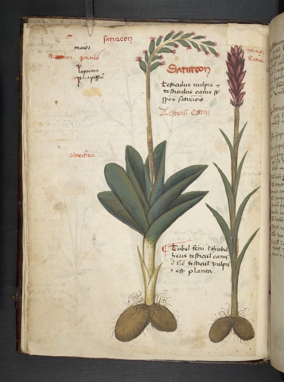 Dodaj zioła MS 41623 f.12v A, Belluno (tusz i kolor na welinie) autorstwa Italian School