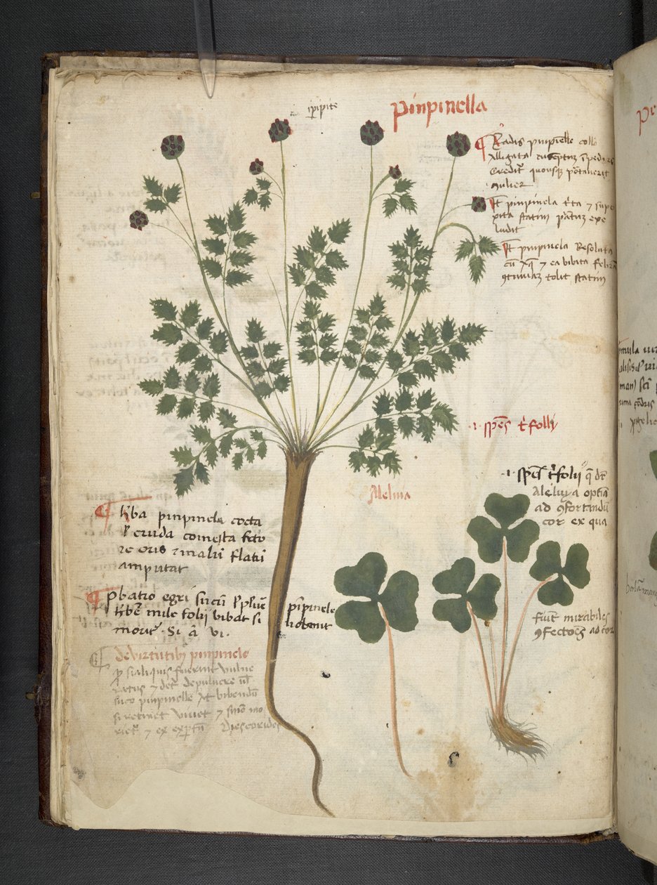 Dodaj zioła MS 41623 f.14v A, Belluno (tusz i kolor na welinie) autorstwa Italian School