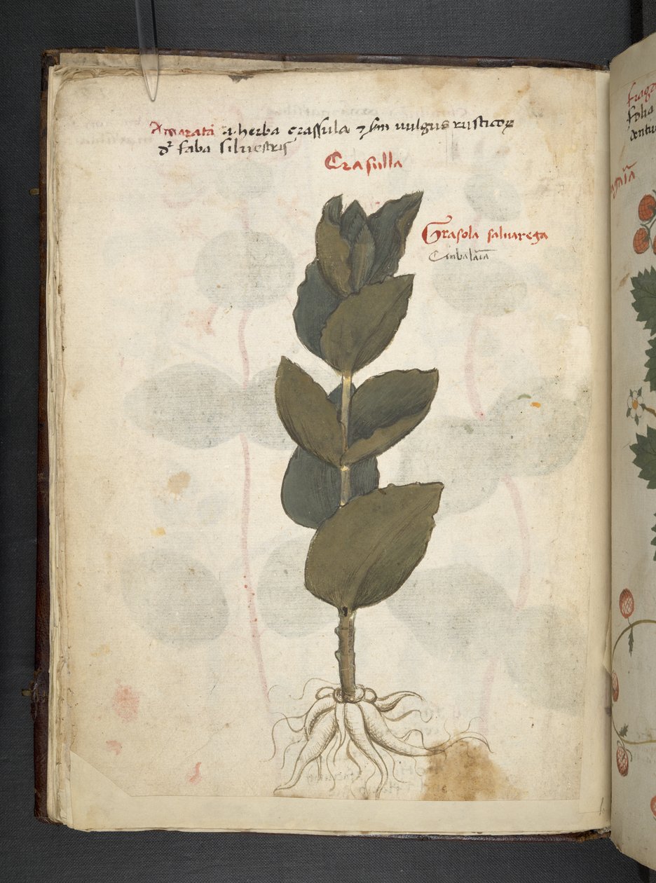 Dodaj zioła MS 41623 f.16v A, Belluno (tusz i kolor na welinie) autorstwa Italian School
