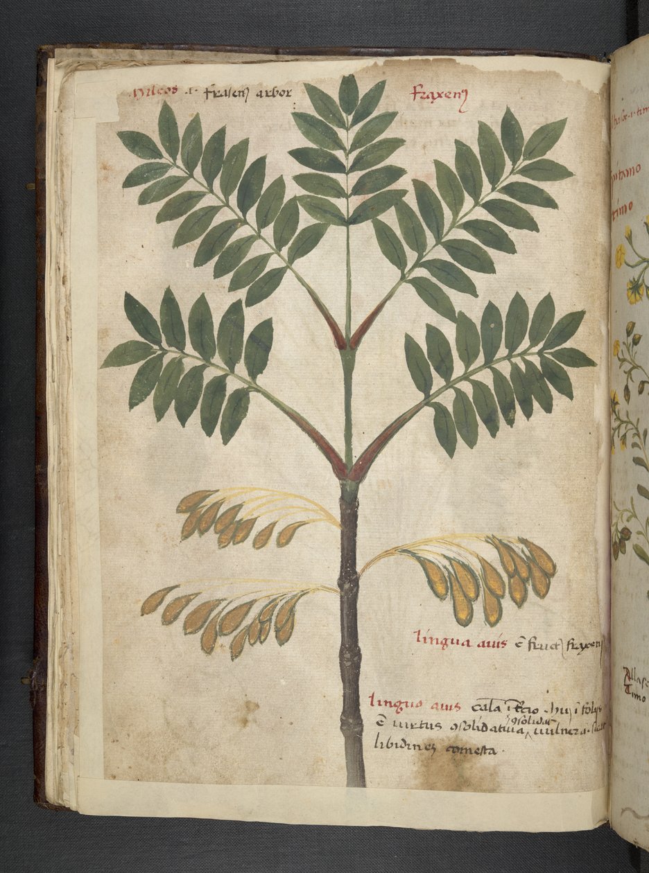 Dodaj zioła MS 41623 f.17v A, Belluno (tusz i kolor na welinie) autorstwa Italian School