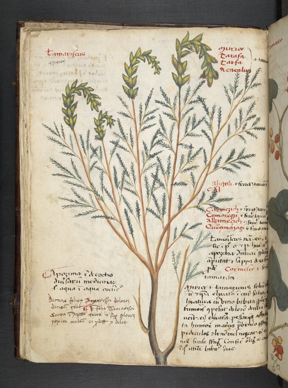 Dodaj zioła MS 41623 f.18v A, Belluno (tusz i kolor na welinie) autorstwa Italian School