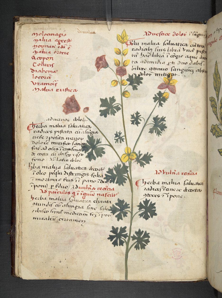 Dodaj zioła MS 41623 f.19v A, Belluno (tusz i kolor na welinie) autorstwa Italian School