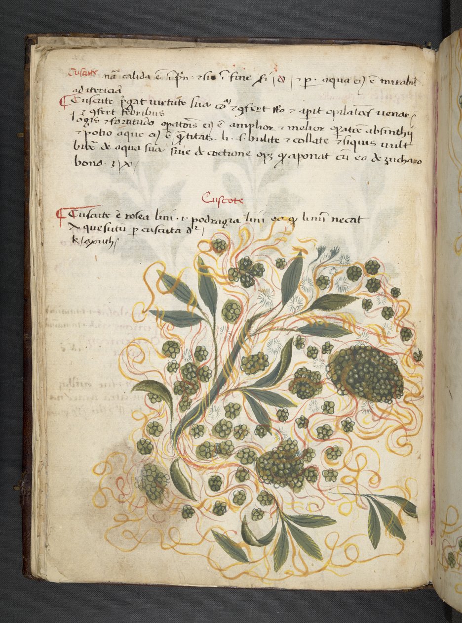 Dodaj zioła MS 41623 f.20v A, Belluno (tusz i kolor na welinie) autorstwa Italian School