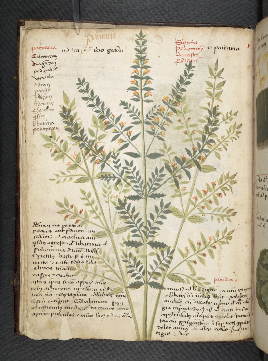 Dodaj zioła MS 41623 f.21v A, Belluno (tusz i kolor na welinie) autorstwa Italian School