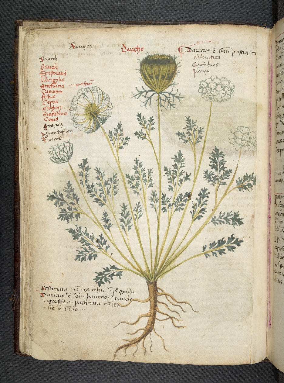 Dodaj zioła MS 41623 f.22v A, Belluno (tusz i kolor na welinie) autorstwa Italian School