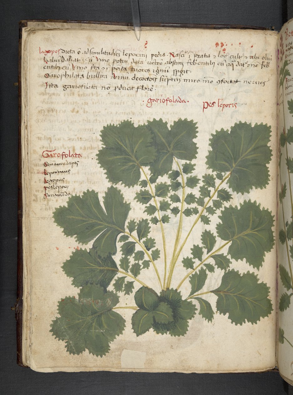 Dodaj zioła MS 41623 f.24v A, Belluno (tusz i kolor na welinie) autorstwa Italian School