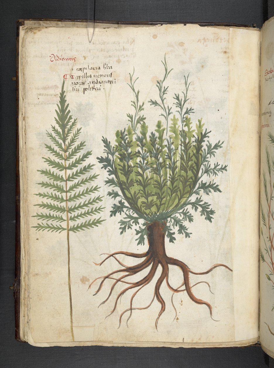 Dodaj zioła MS 41623 f.25v A, Belluno (tusz i kolor na welinie) autorstwa Italian School