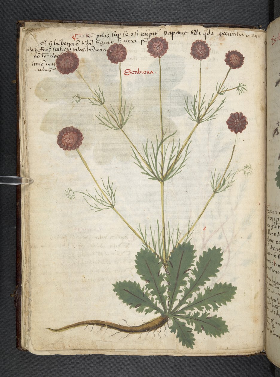 Dodaj zioła MS 41623 f.26v A, Belluno (tusz i kolor na welinie) autorstwa Italian School