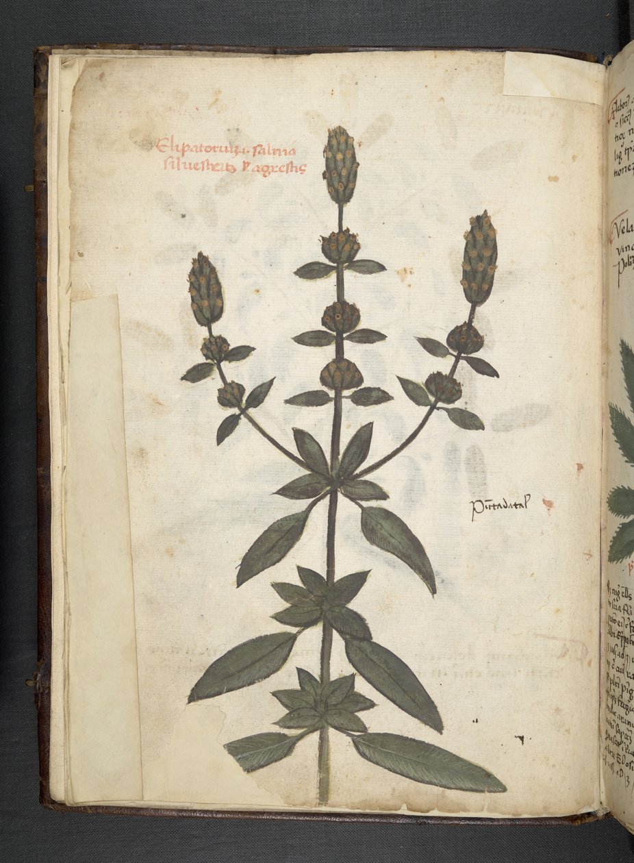 Dodaj zioła MS 41623 f.2v A, Belluno (tusz i kolor na welinie) autorstwa Italian School