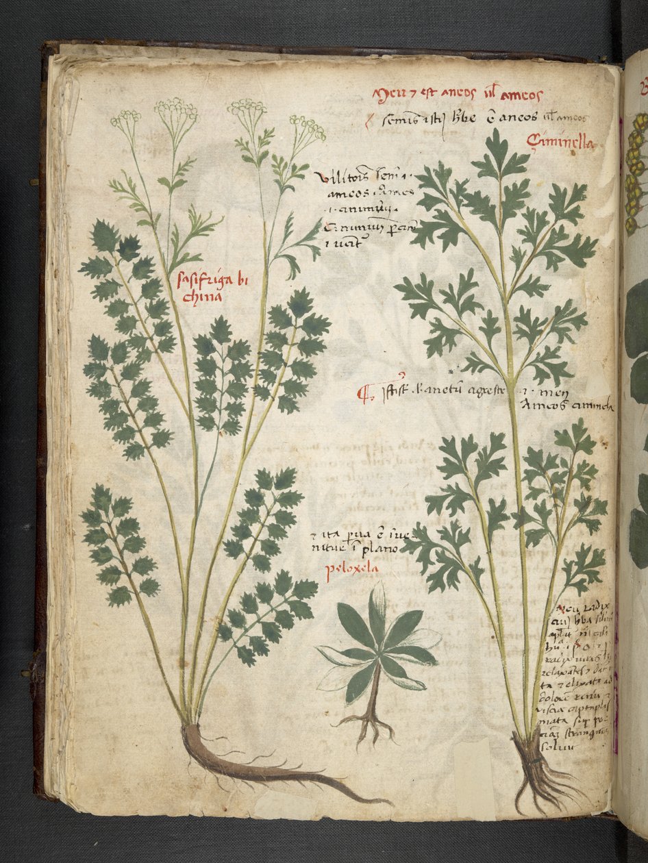 Dodaj MS 41623 f.33v 