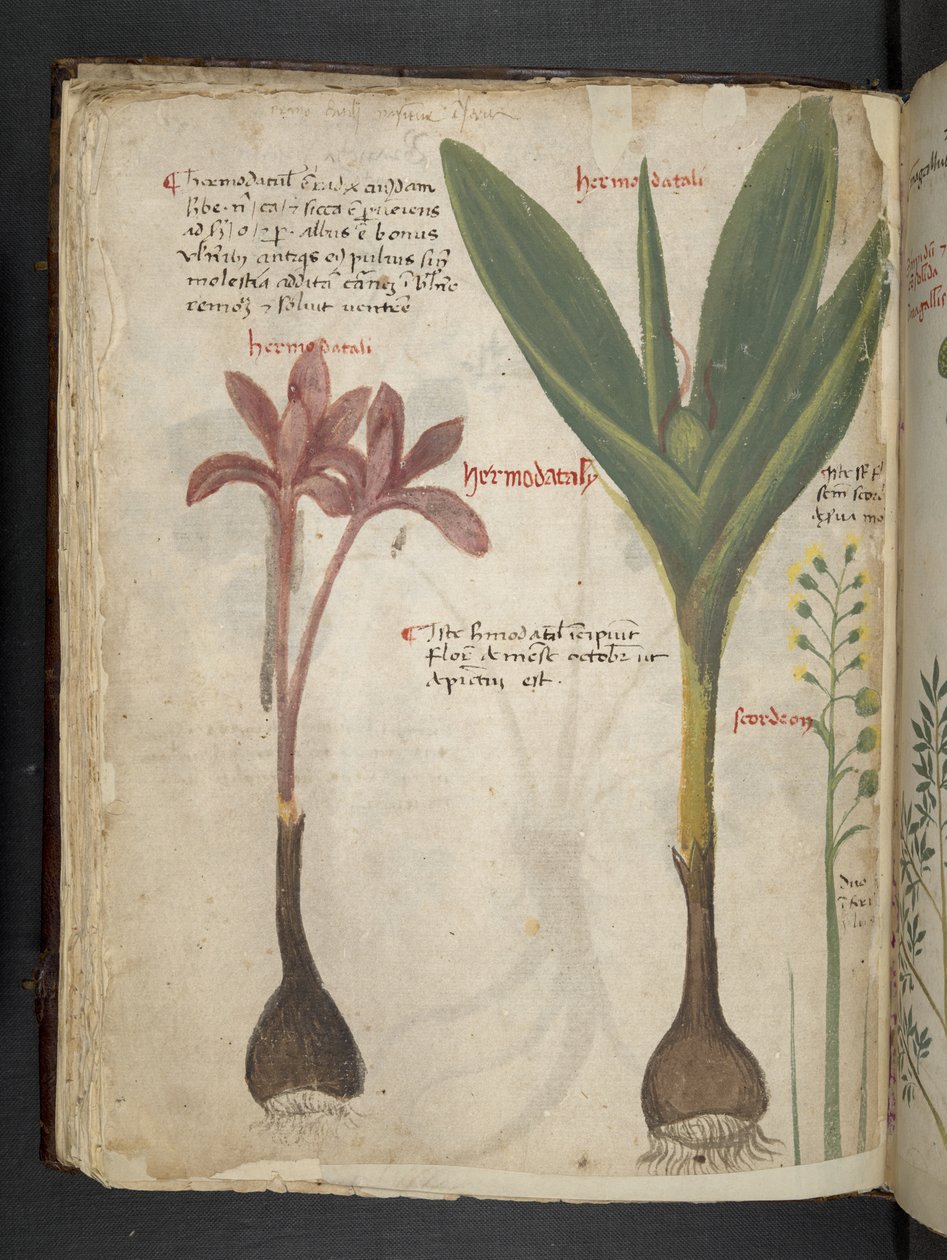 Dodaj MS 41623 f.34v 