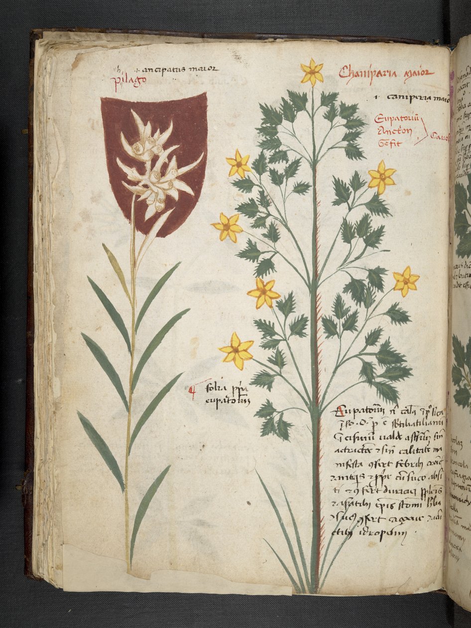 Dodaj MS 41623 f.35v 