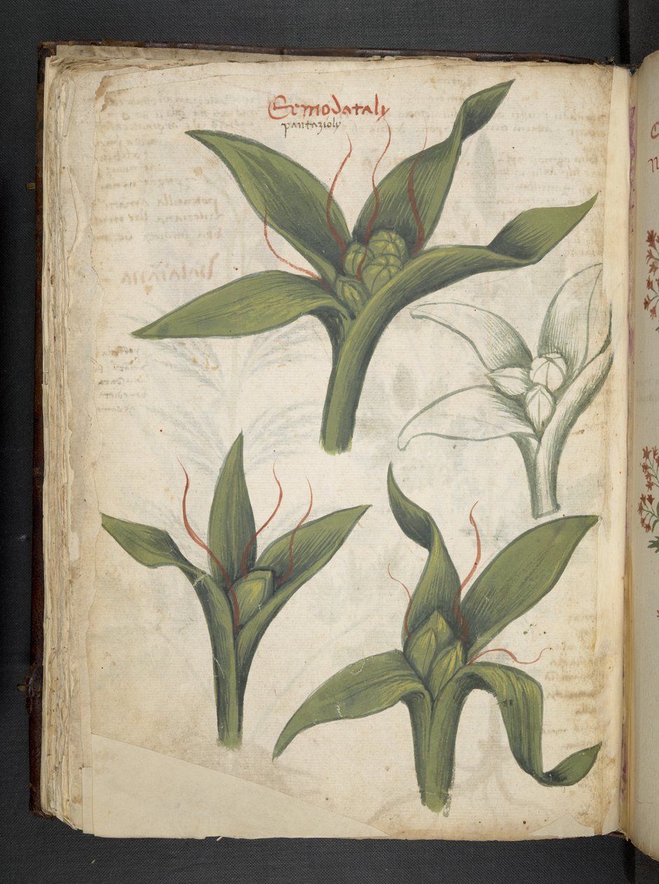 Dodaj MS 41623 f.36v 