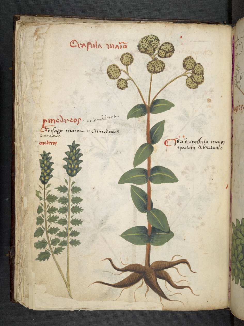 Dodaj MS 41623 f.37v 