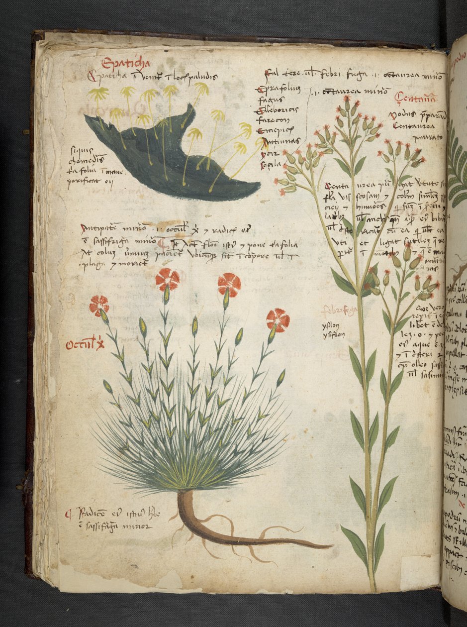Dodaj MS 41623 f.38v 