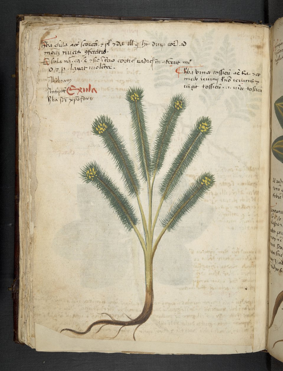 Dodaj MS 41623 f.39v 