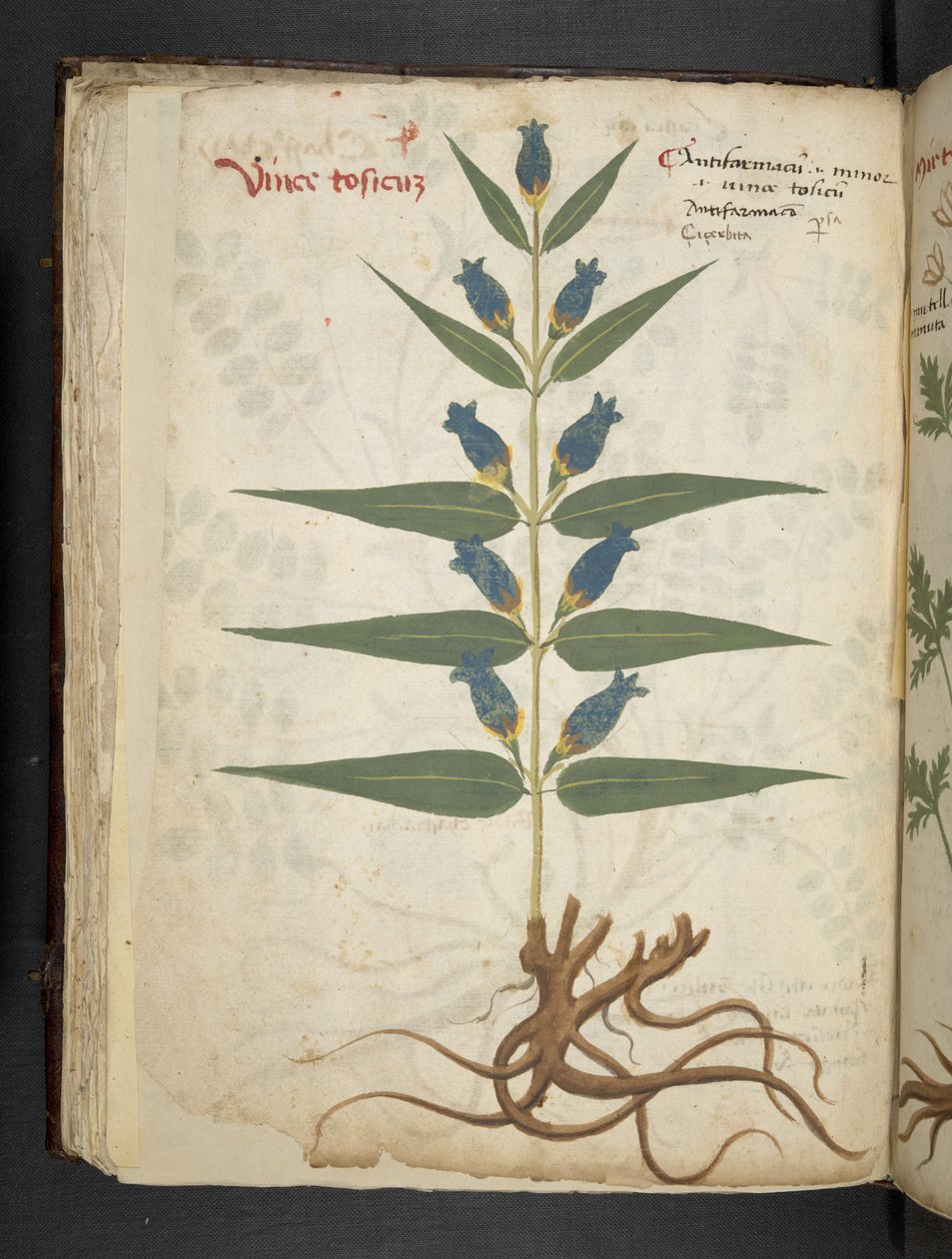 Dodaj MS 41623 f.41v 