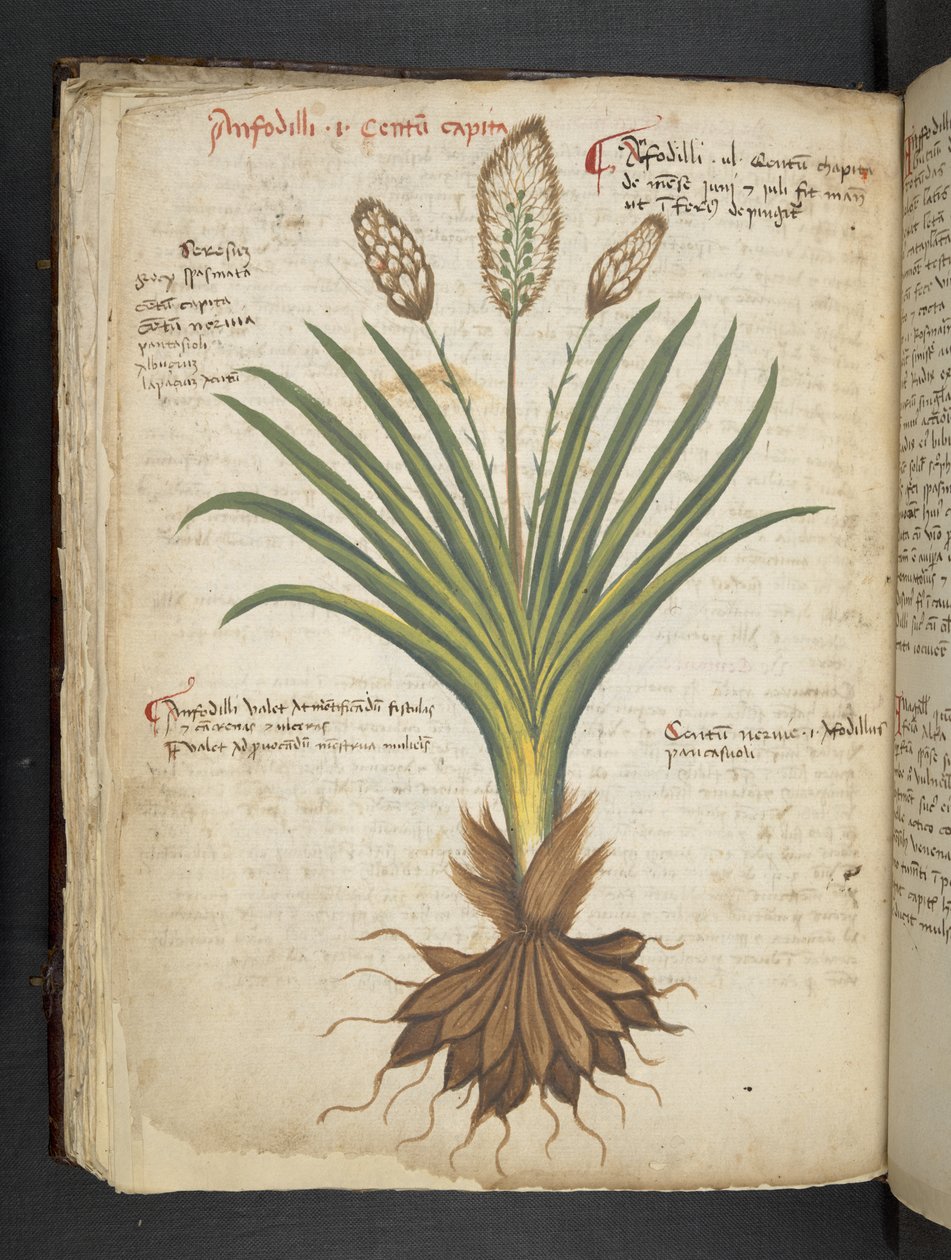 Dodaj MS 41623 f.50v 