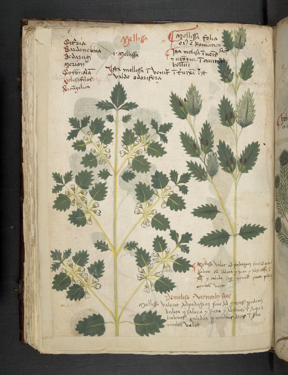 Dodaj MS 41623 f.52v 