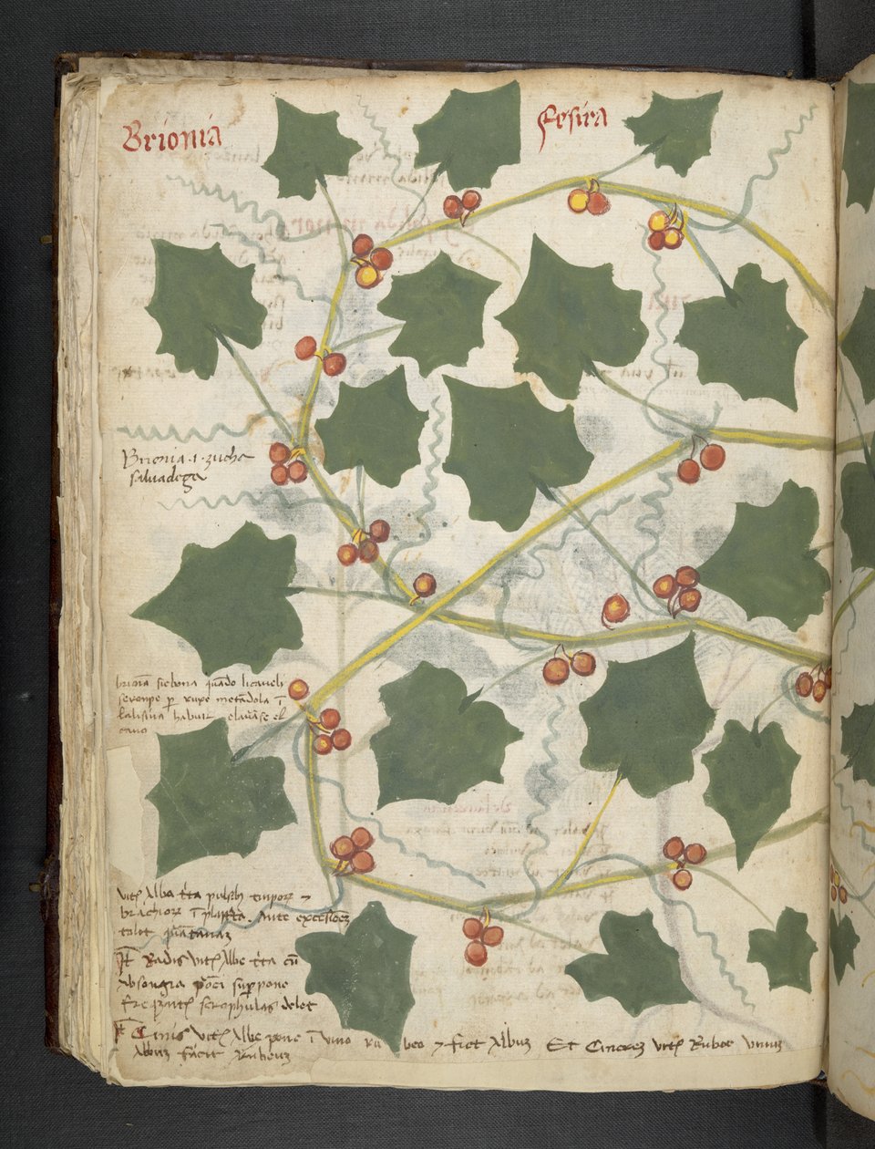 Dodaj MS 41623 f.53v 
