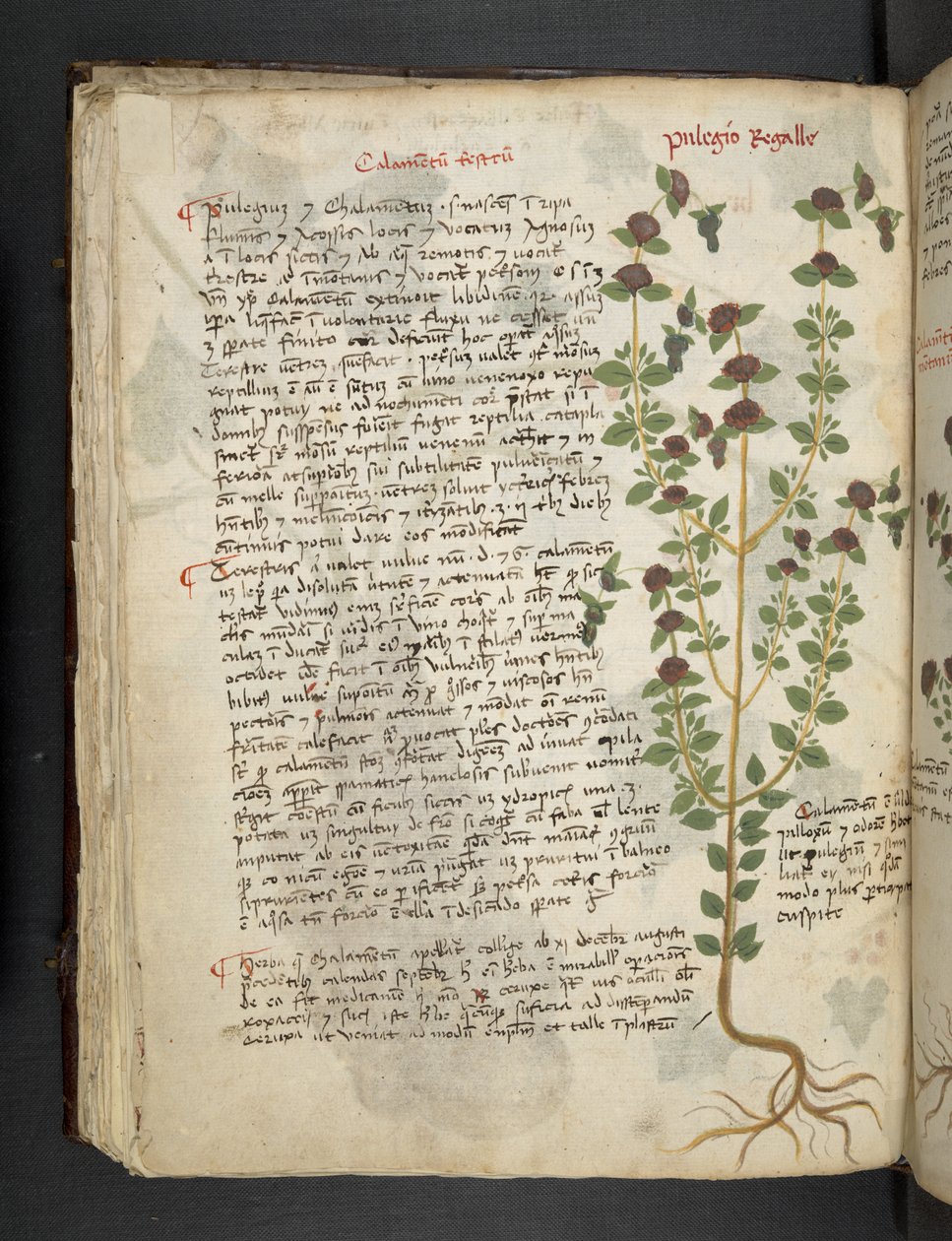 Dodaj MS 41623 f.54v 