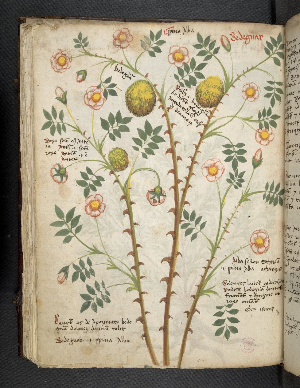 Dodaj MS 41623 f.61v 