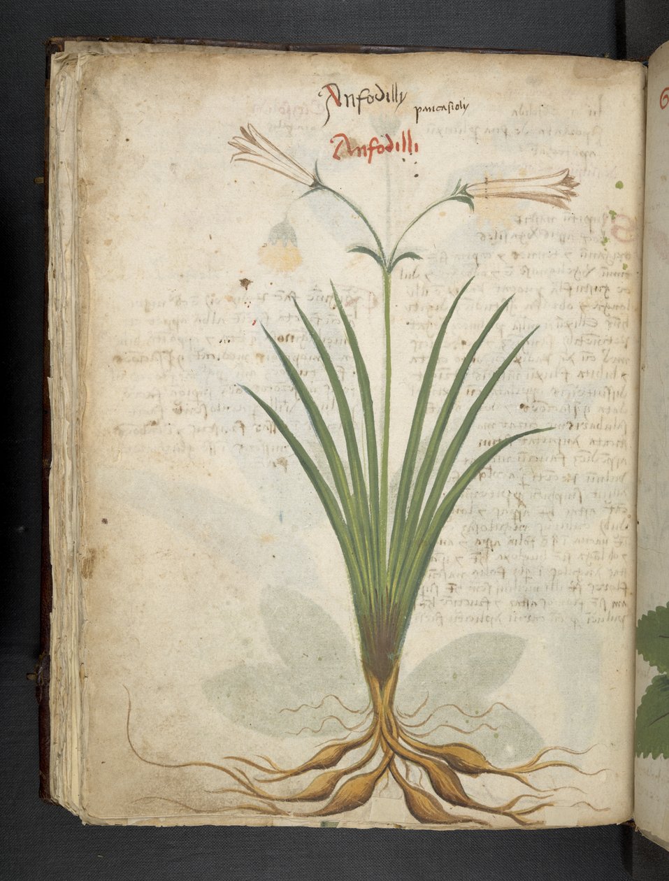 Dodaj MS 41623 f.64v 