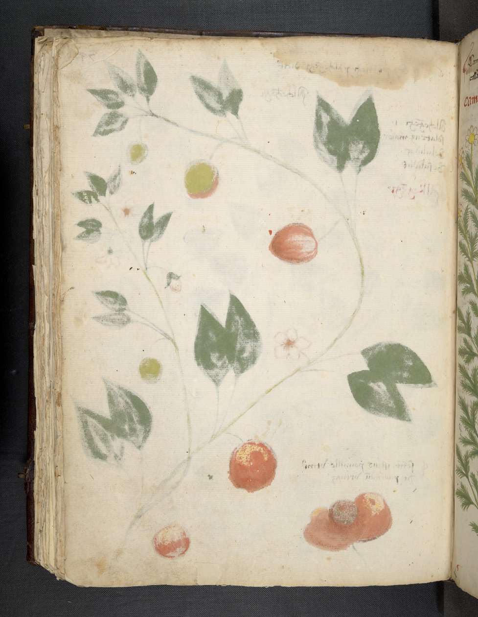 Dodaj MS 41623 f.70v 