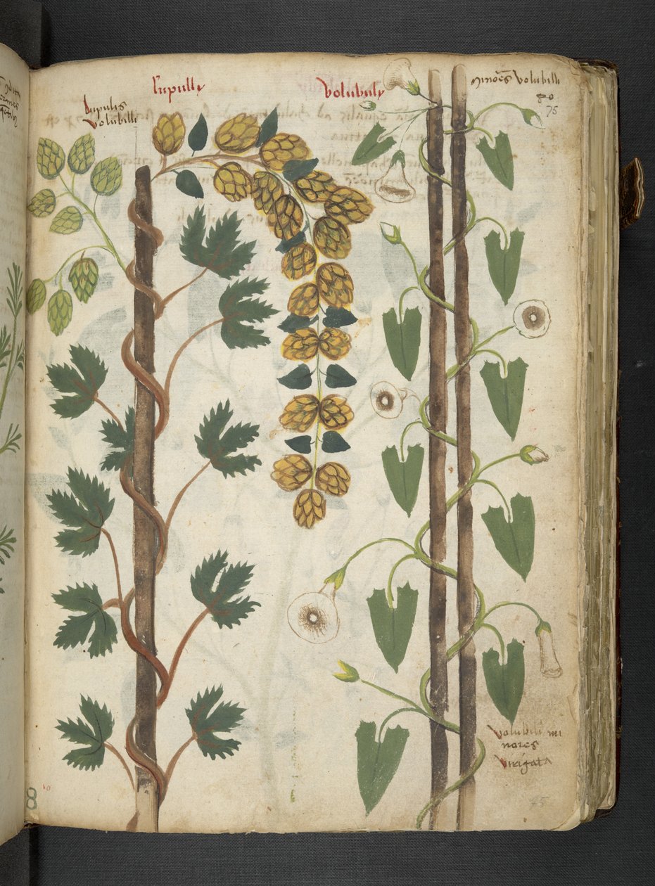 Dodaj MS 41623 f.75r 