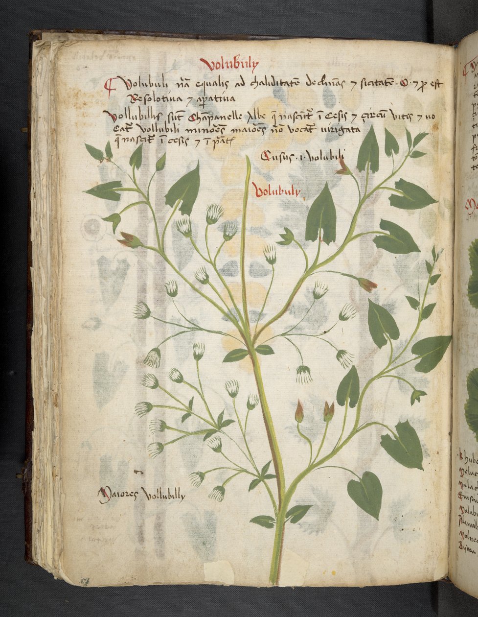 Dodaj MS 41623 f.75v 