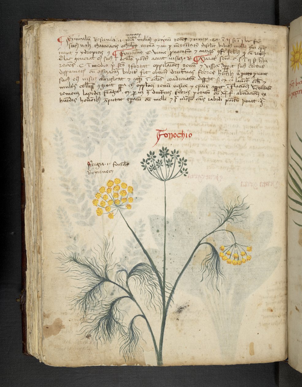 Dodaj MS 41623 f.84v Finocchio, z „A herbal”, Belluno (tusz i kolor na welinie) autorstwa Italian School
