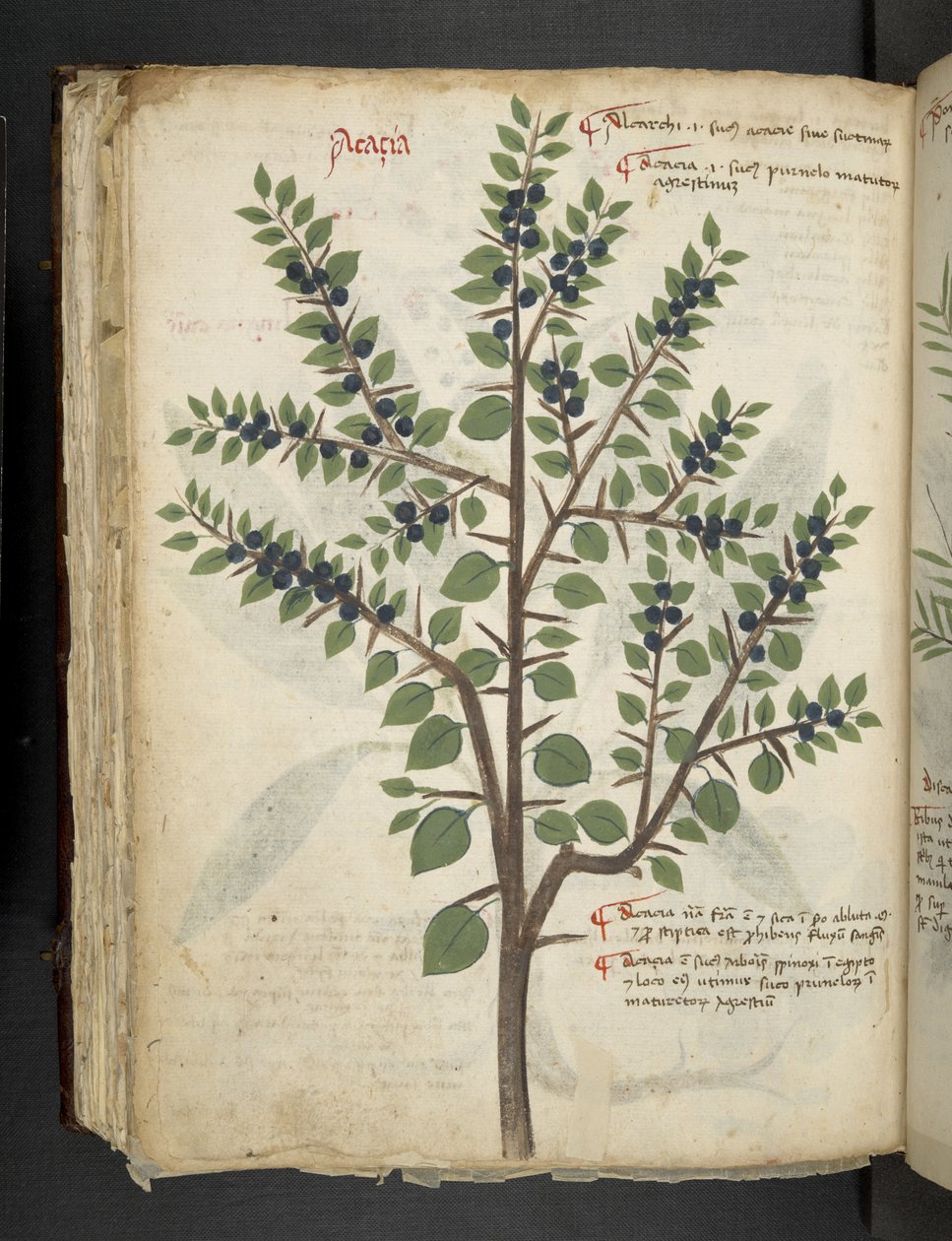 Dodaj MS 41623 f.95v 