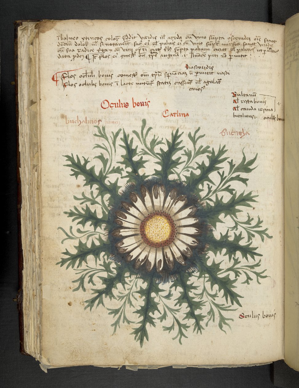 Dodaj MS 41623 f.97v Carlina, z „Zioła”, Belluno (tusz i kolor na welinie) autorstwa Italian School