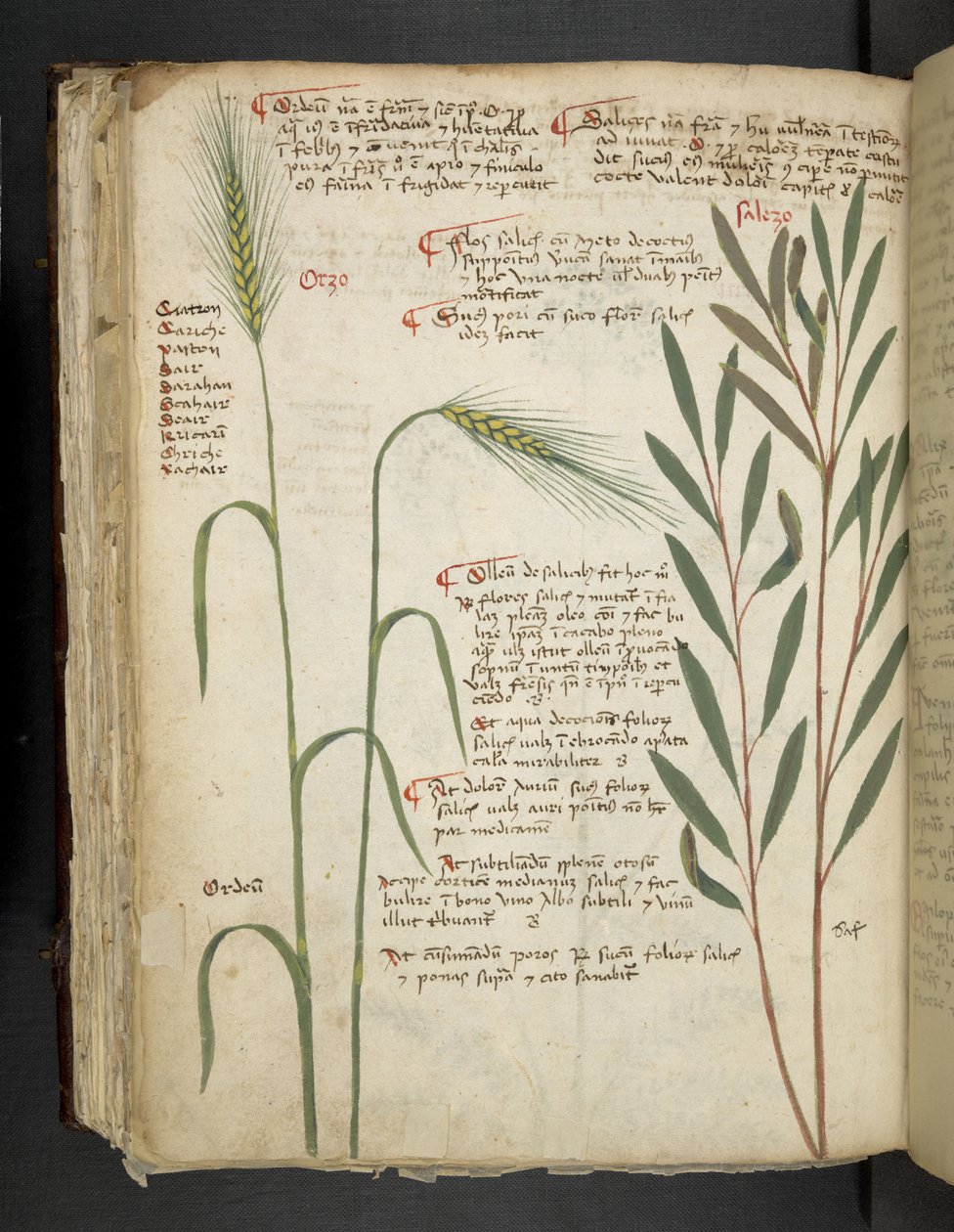 Dodaj MS 41623 f.98v Orzo, z „A herbal”, Belluno (tusz i kolor na welinie) autorstwa Italian School