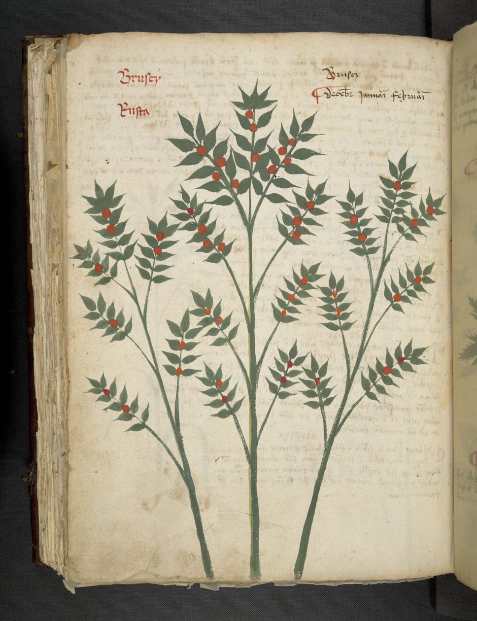 Dodaj MS 41623 f.99v 