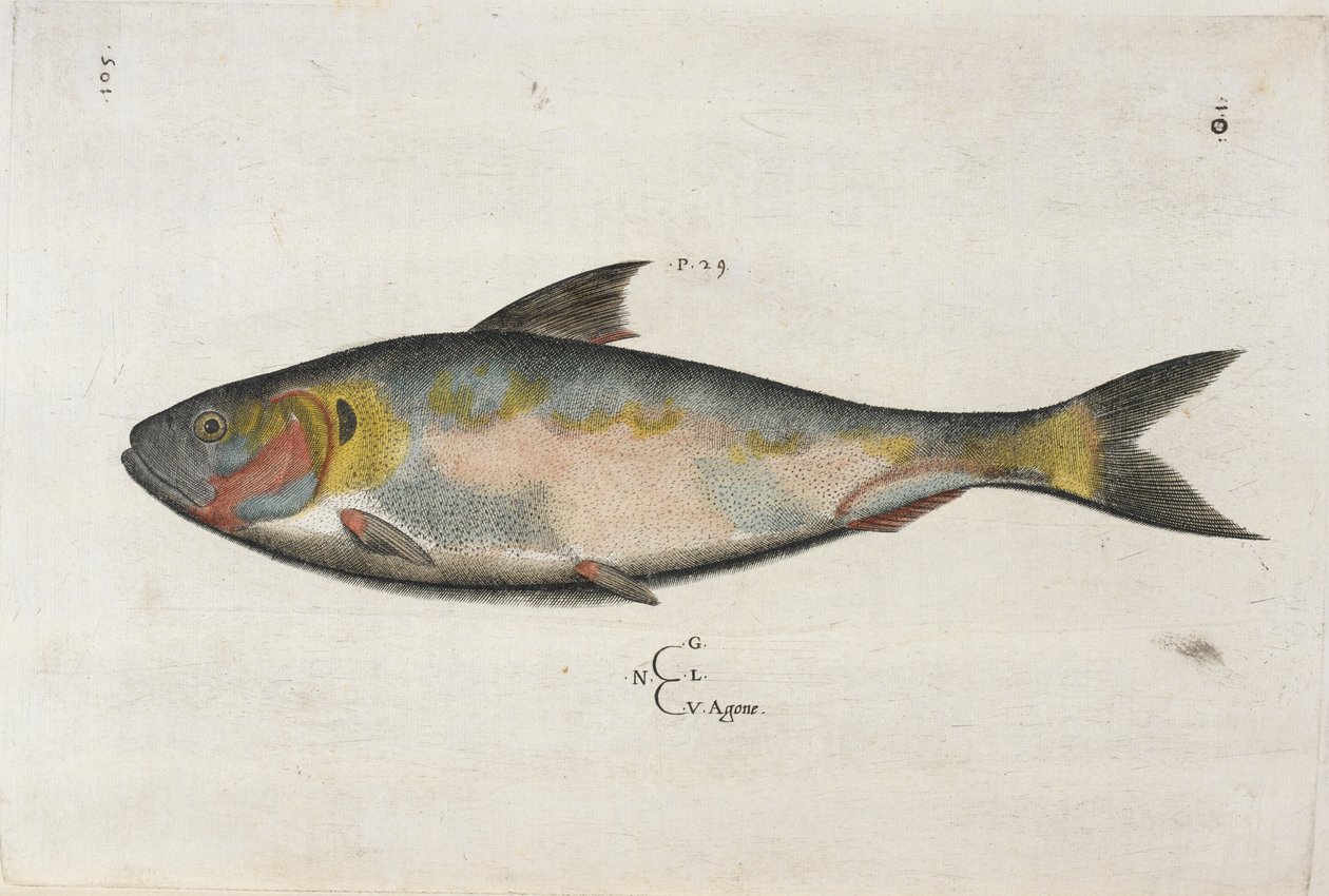 Agone, ilustracja z „Aquatilium Animalium Historiæ liber primus”, autorstwa Ippolito Salvianiego autorstwa Italian School