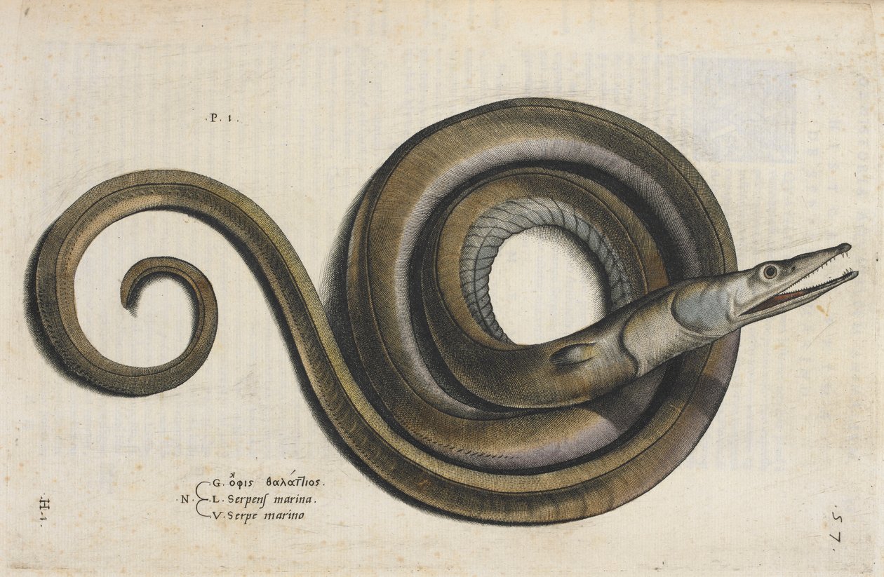Węgorz, ilustracja z „Aquatilium Animalium Historiæ liber primus”, Ippolito Salviani autorstwa Italian School