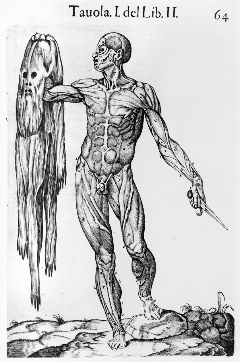 Studium anatomiczne, tablica 64, ilustracja z Anatomia del corpo humano autorstwa Juana de Valverde (ok.1525-ok.1587) Rzym, 1560 autorstwa Italian School