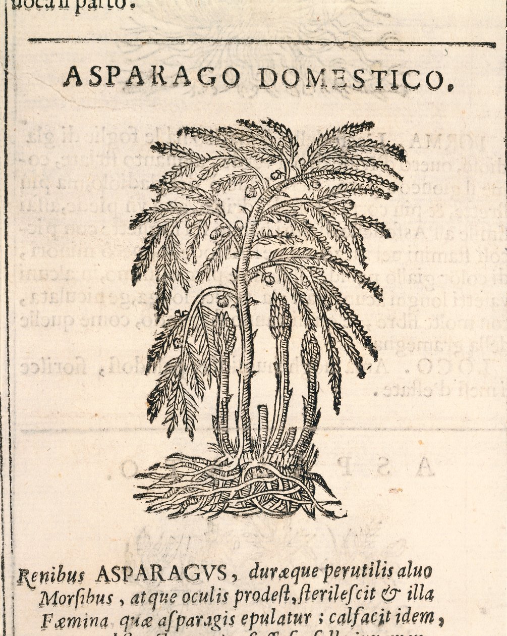 Szparagi (Asparagus officinalis), grawerowanie przez Castore Durante autorstwa Italian School