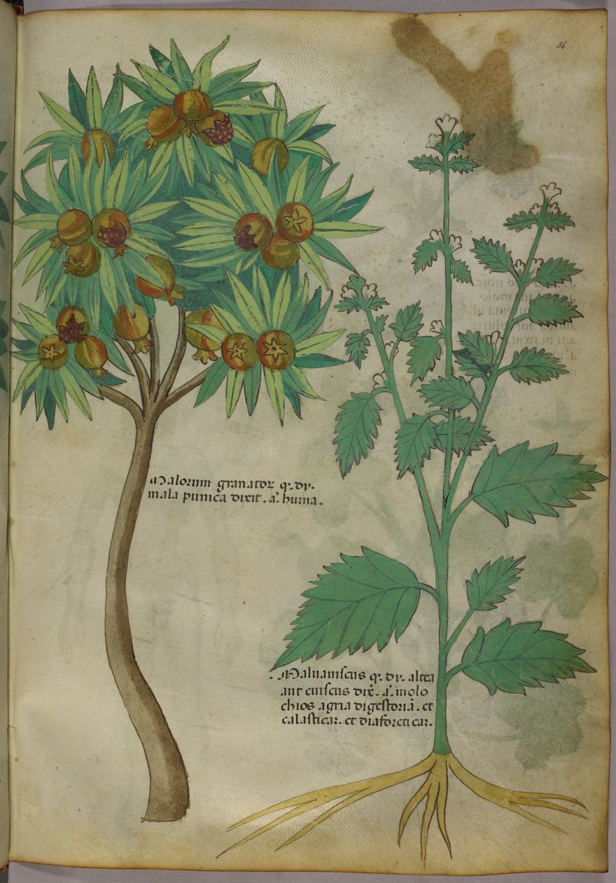 Ilustracja botaniczna (tusz i kolor na papierze) autorstwa Italian School