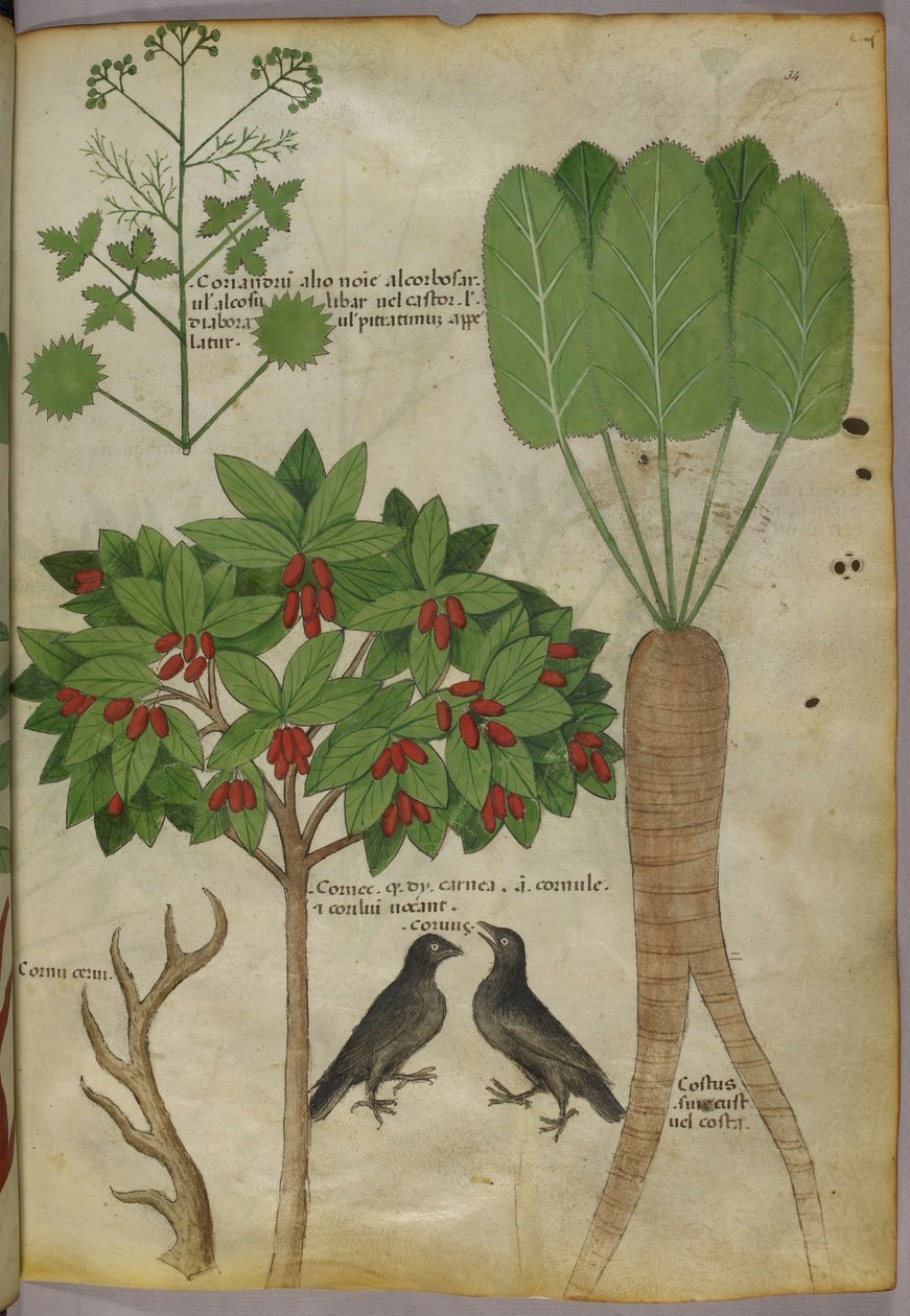 Ilustracja botaniczna roślin i ptaków, ok. 1440 (tusz i kolor na papierze) autorstwa Italian School