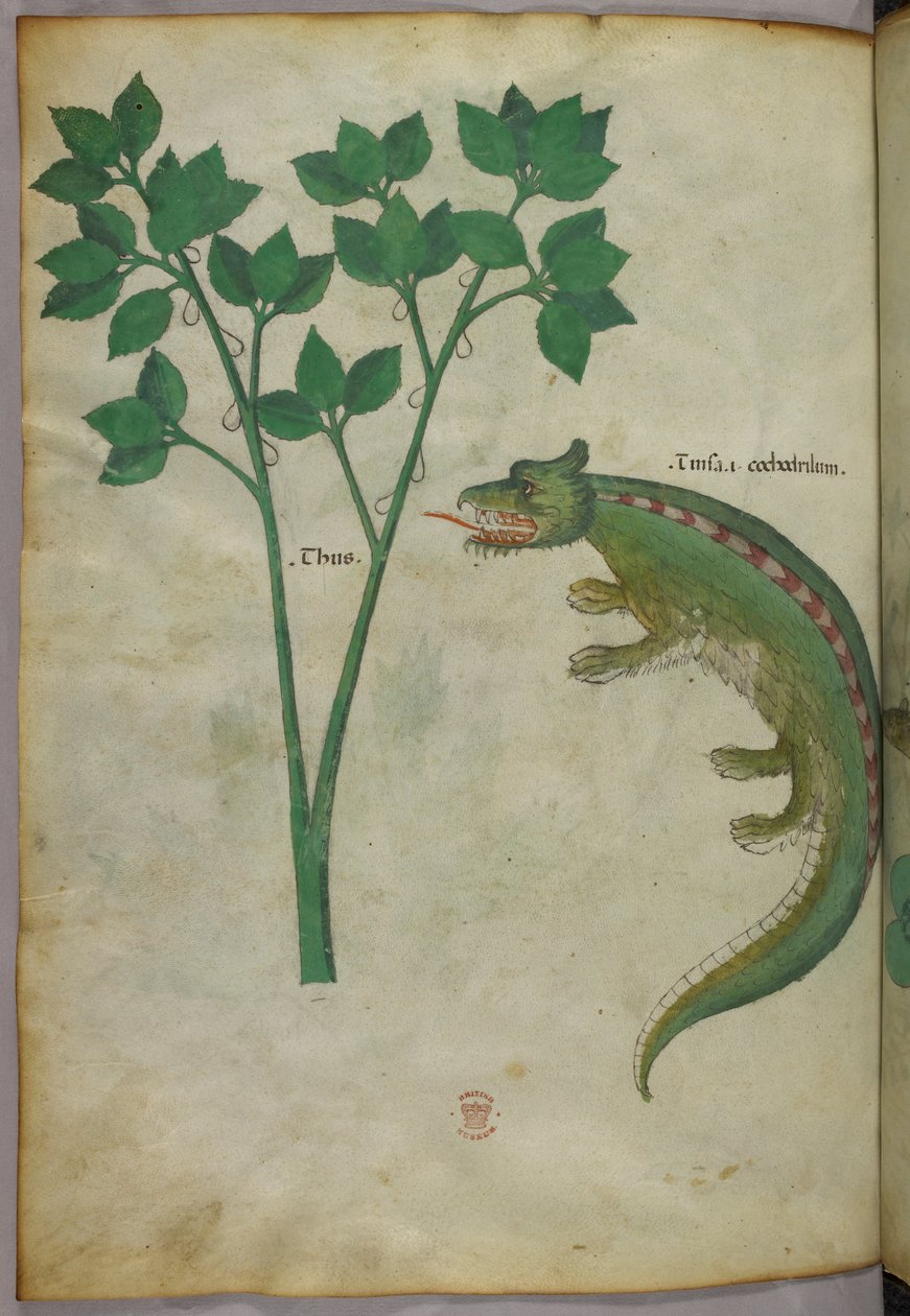 Botaniczna i zwierzęca ilustracja przedstawiająca roślinę i krokodyla, ok. 1440 (tusz i kolor na welinie) autorstwa Italian School